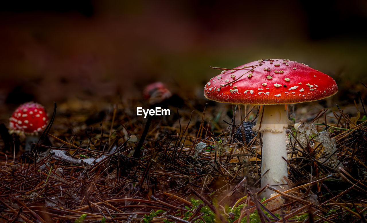 CLOSE-UP OF FLY AGARIC MUSHROOM GROWING ON LAND