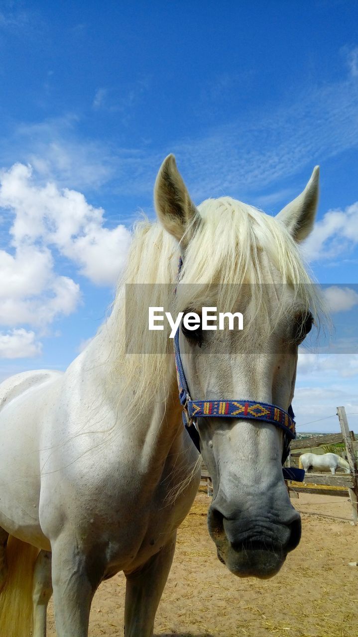 CLOSE-UP OF HORSE ON FIELD AGAINST SKY
