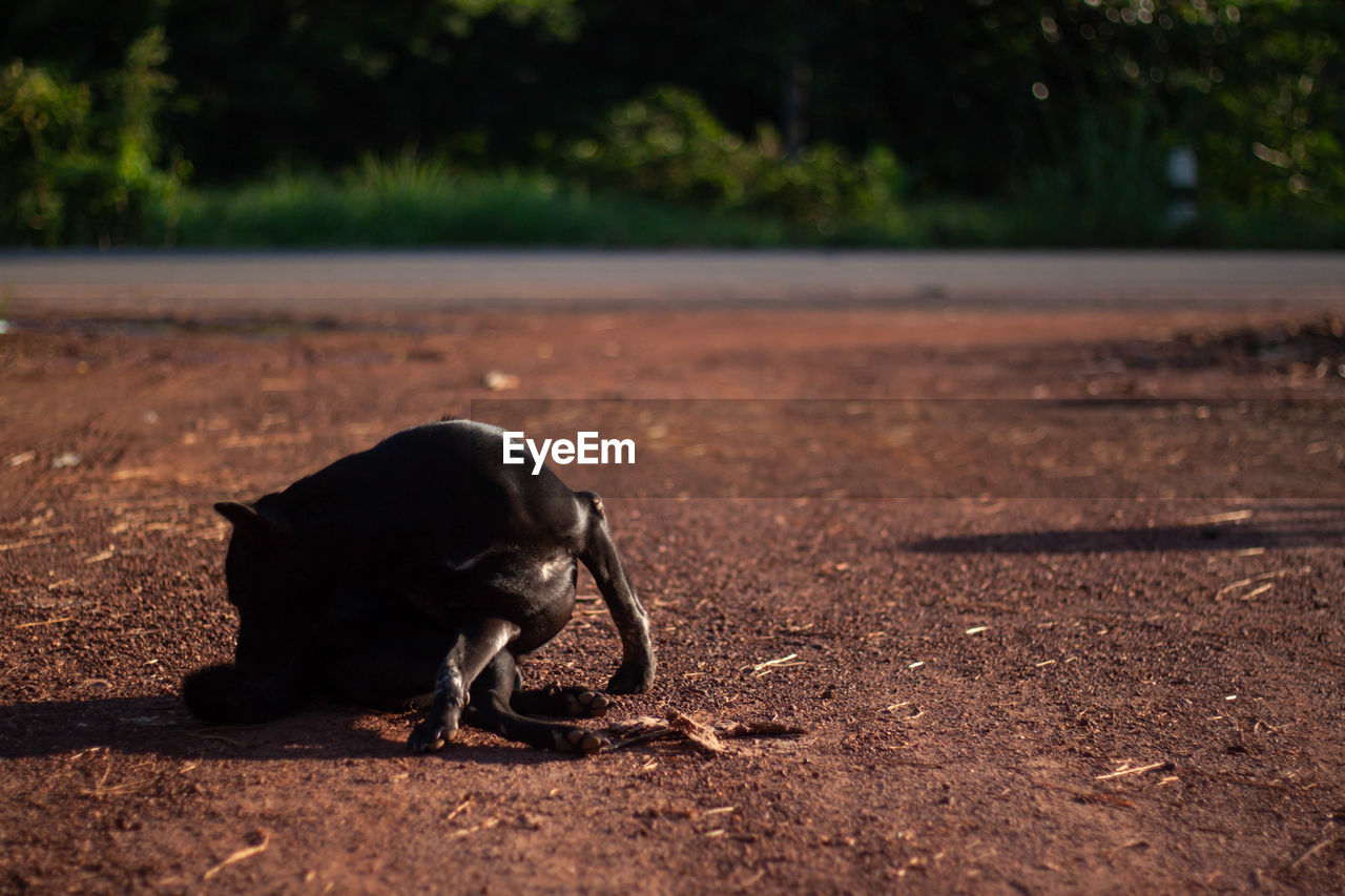 BLACK DOG LYING ON A FIELD