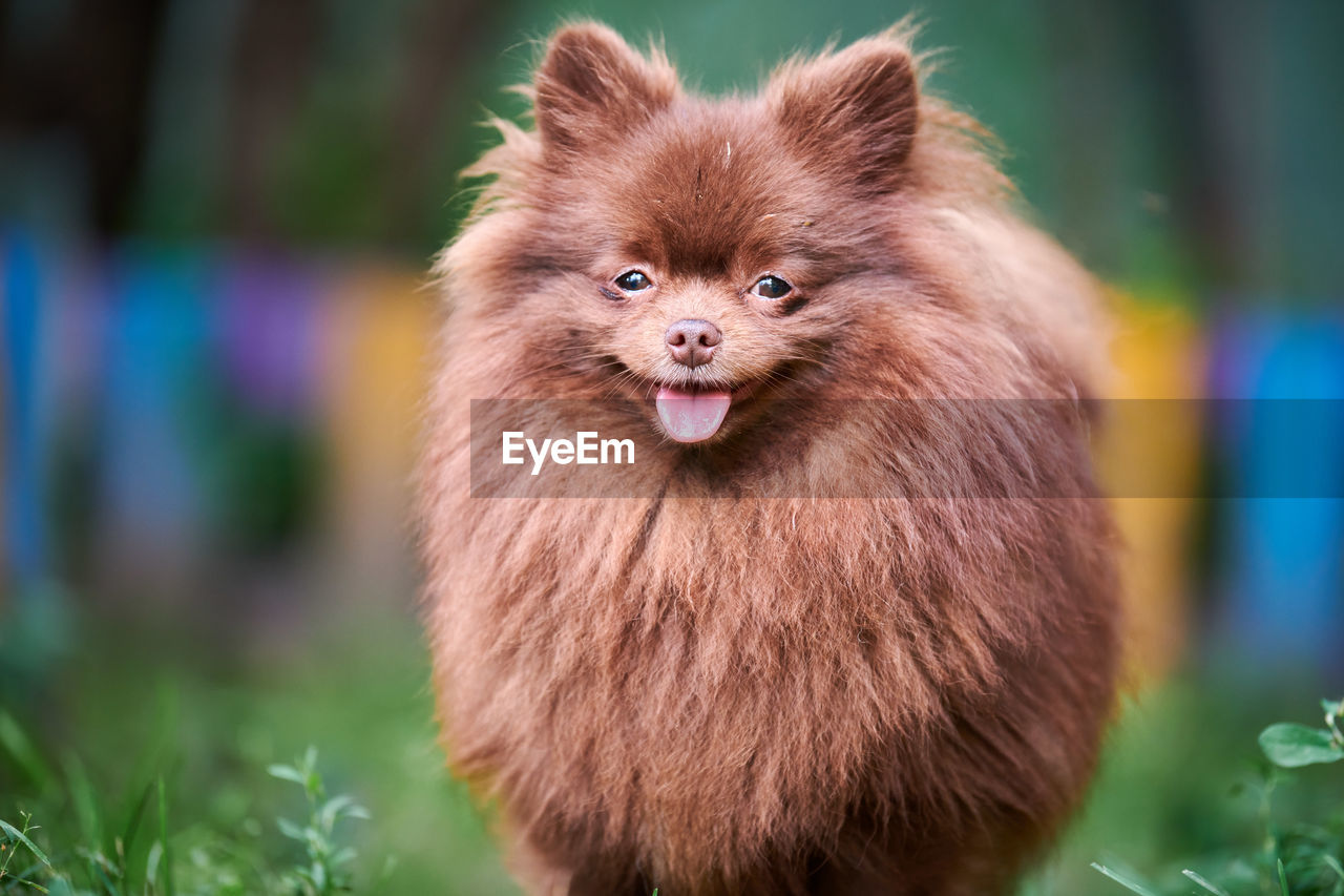 Pomeranian spitz dog in garden. cute brown pomeranian puppy on walk. friendly funny spitz pom dog