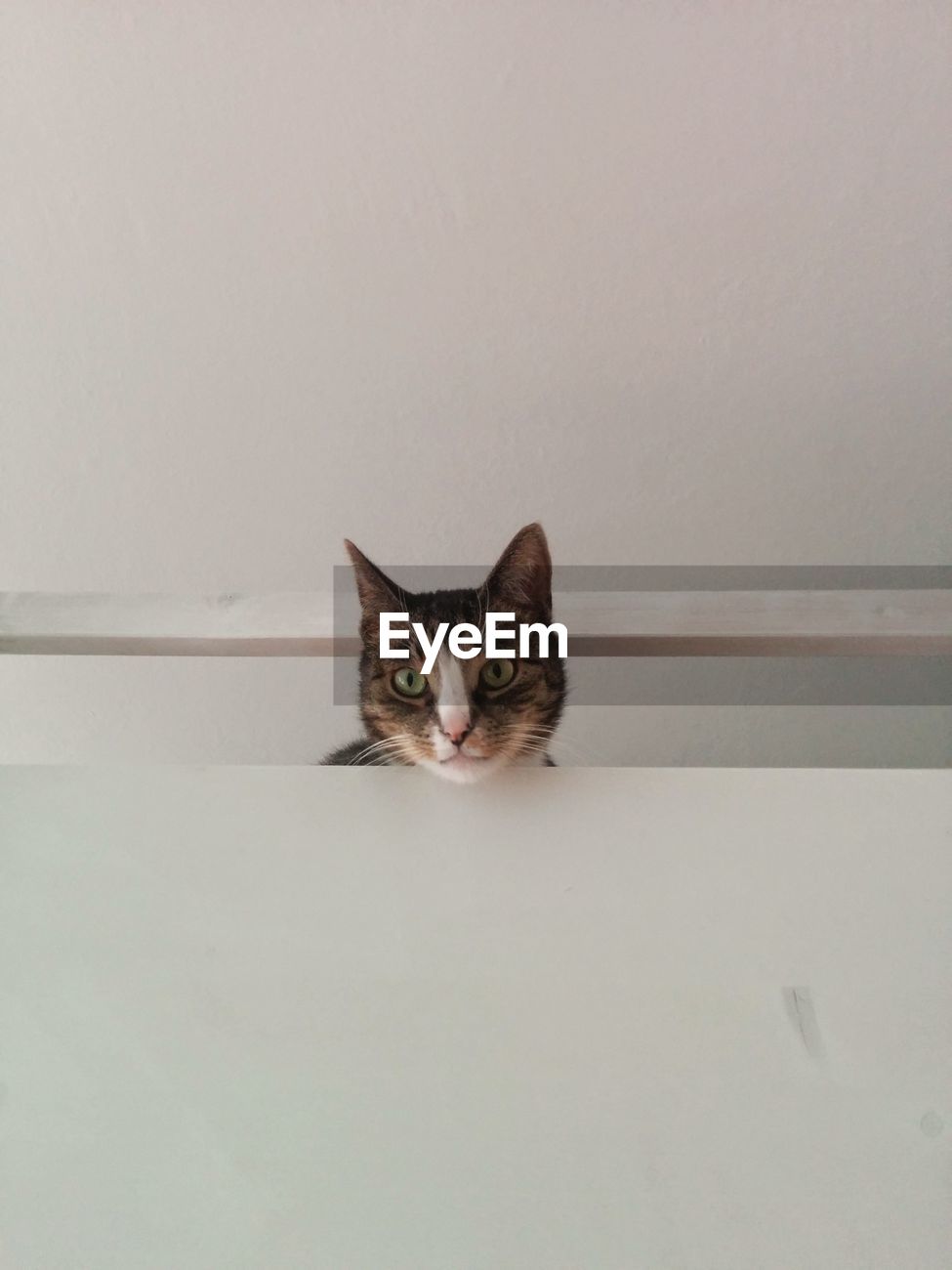 Cat Peeking Over Wall Id 84665236