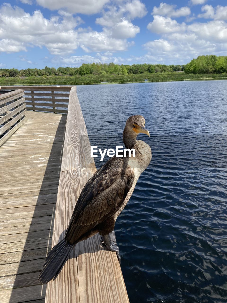 DUCK PERCHING ON PIER OVER LAKE