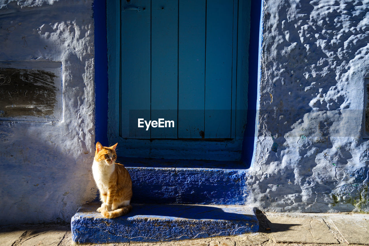 Cat On The Door Mammal Animal Themes Pets Domestic On Eyeem