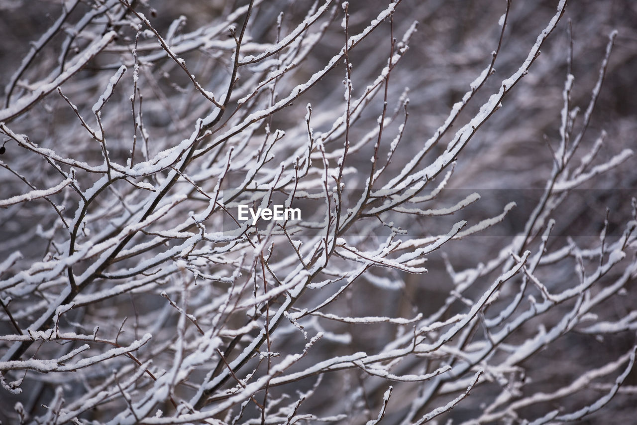 FULL FRAME SHOT OF FROZEN BARE TREE BRANCHES