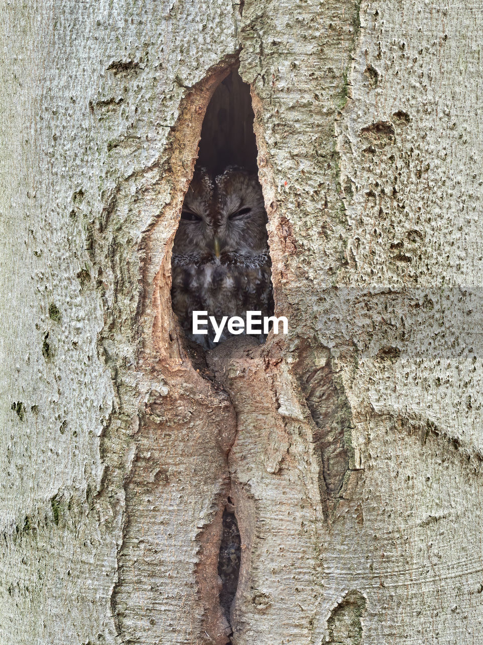 CLOSE-UP OF HOLE ON TREE TRUNK