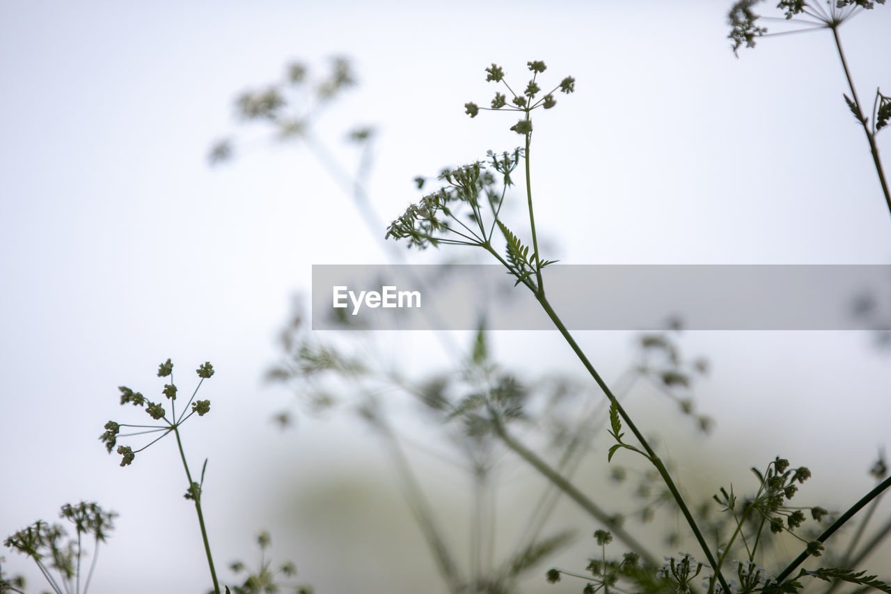 LOW ANGLE VIEW OF FLOWERING PLANT AGAINST SKY