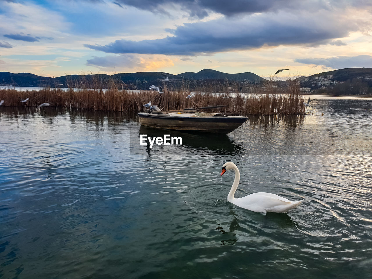 SWANS SWIMMING IN LAKE