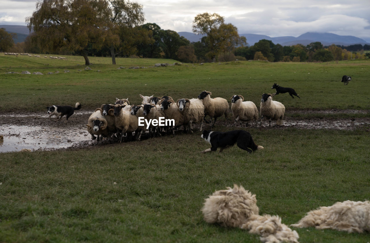 Border collie with sheep on field