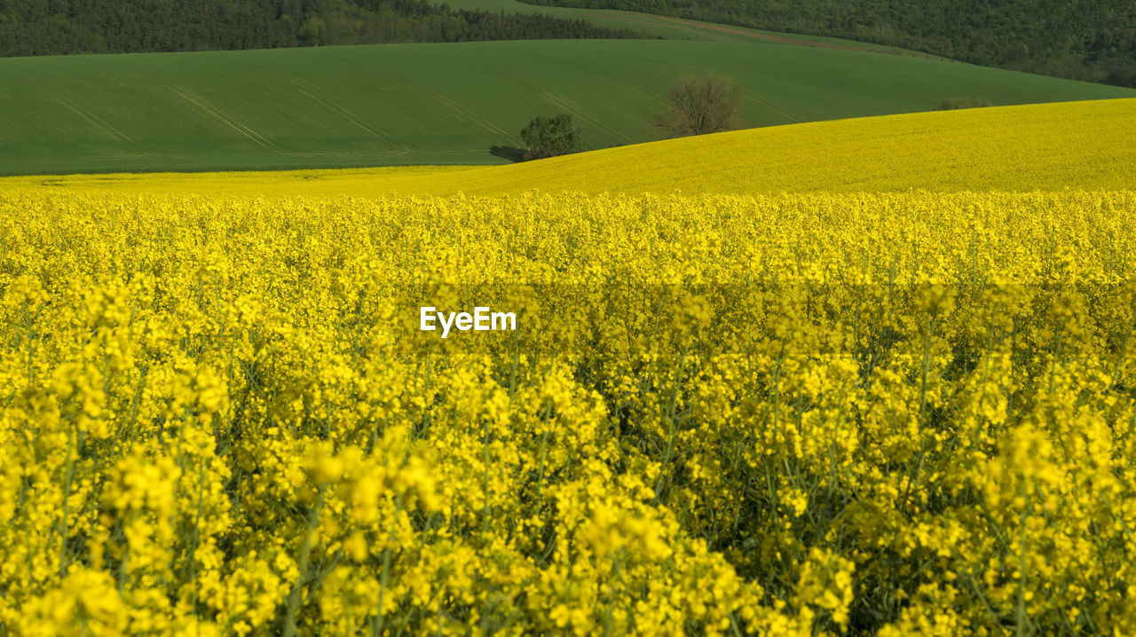Scenic view of oilseed rape field