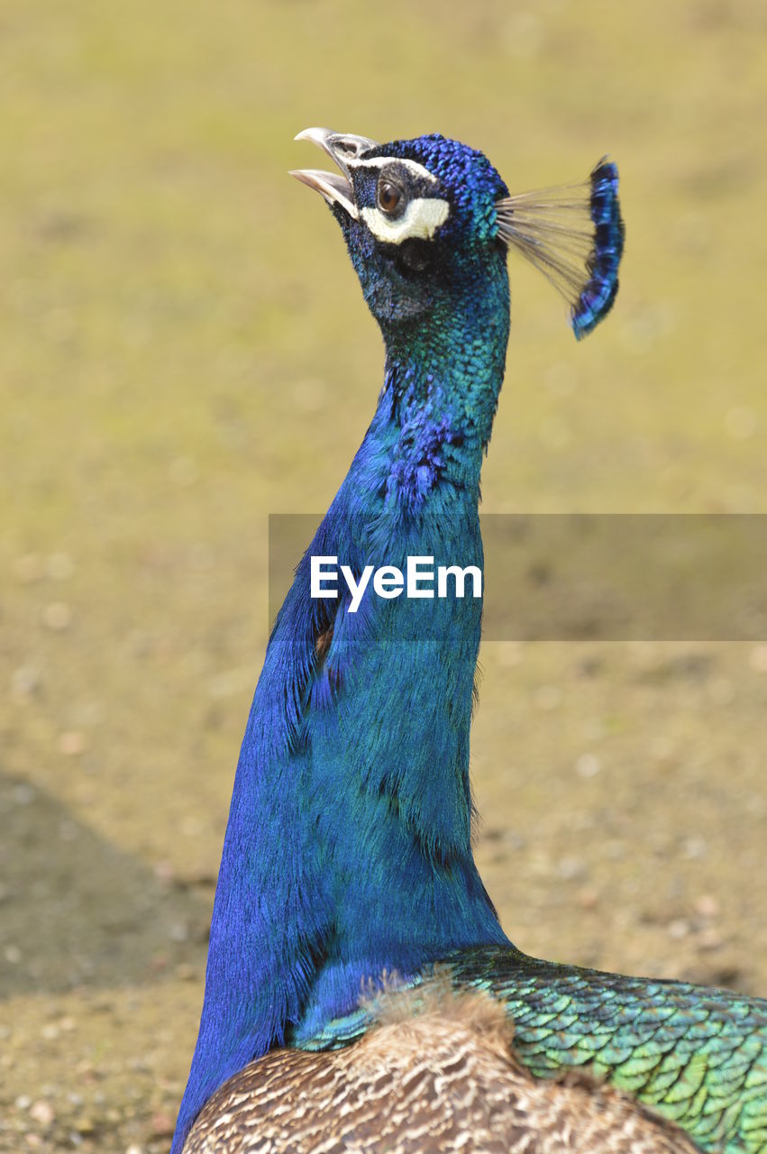 Close-up of a peacock