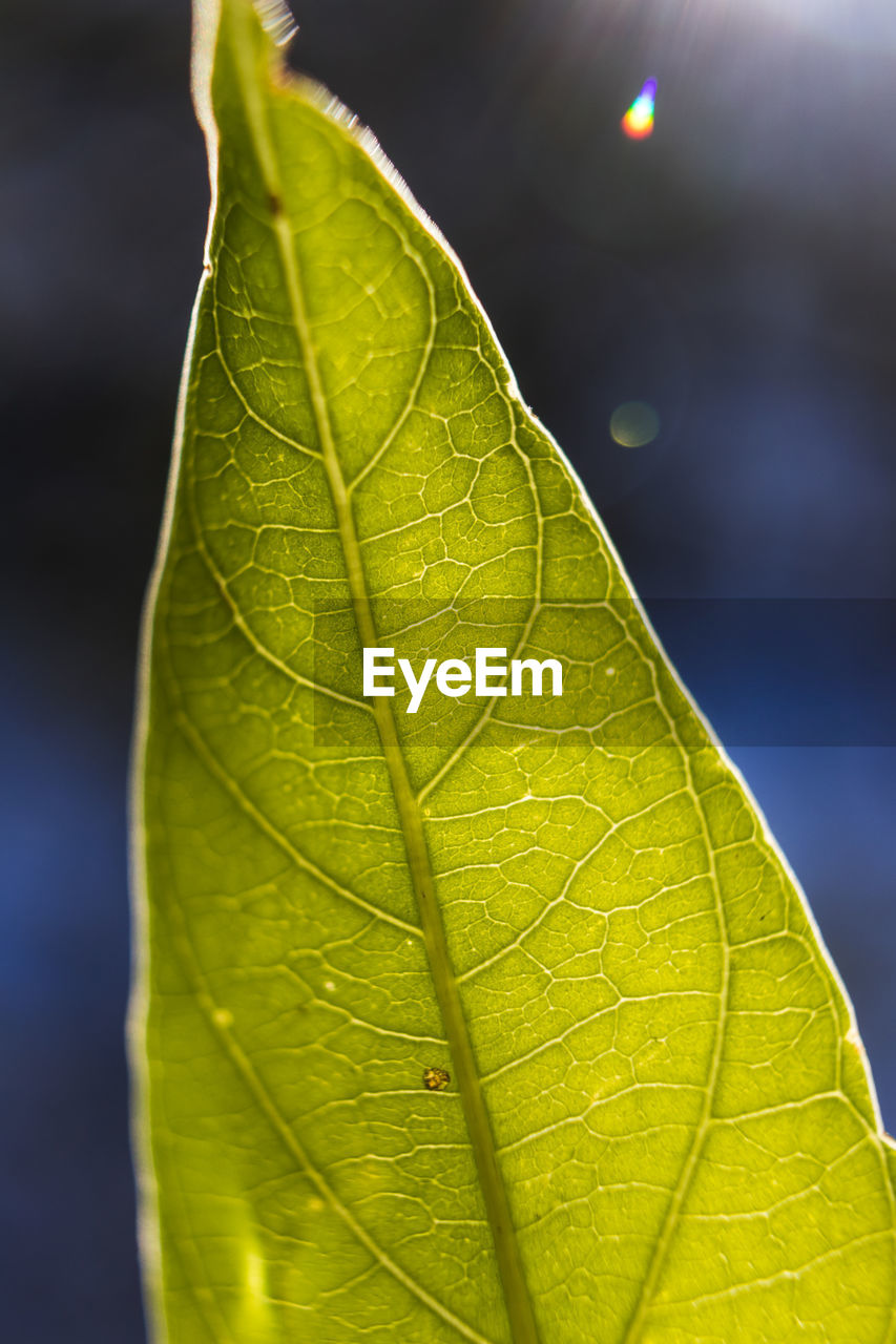 leaf, plant part, yellow, green, nature, macro photography, sunlight, close-up, leaf vein, plant, tree, no people, plant stem, beauty in nature, outdoors, focus on foreground, drop, water, flower, fragility, growth, environment, day, wet, branch, freshness, macro, sky, pattern