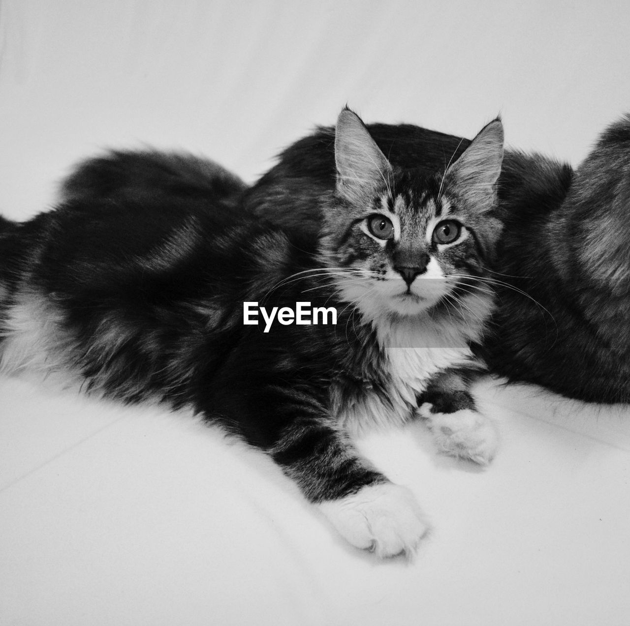 CLOSE-UP OF CAT