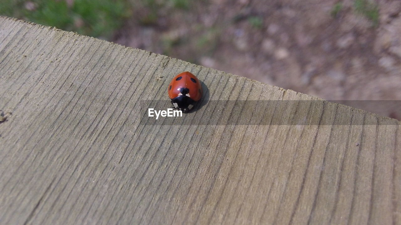 CLOSE-UP OF LADYBUG ON WOOD