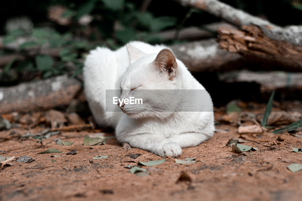 Cat lying on a land