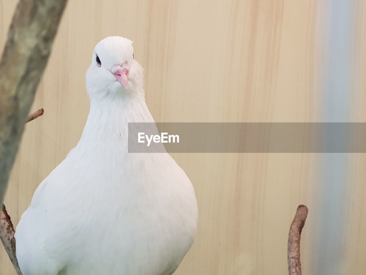 CLOSE-UP OF WHITE PIGEON