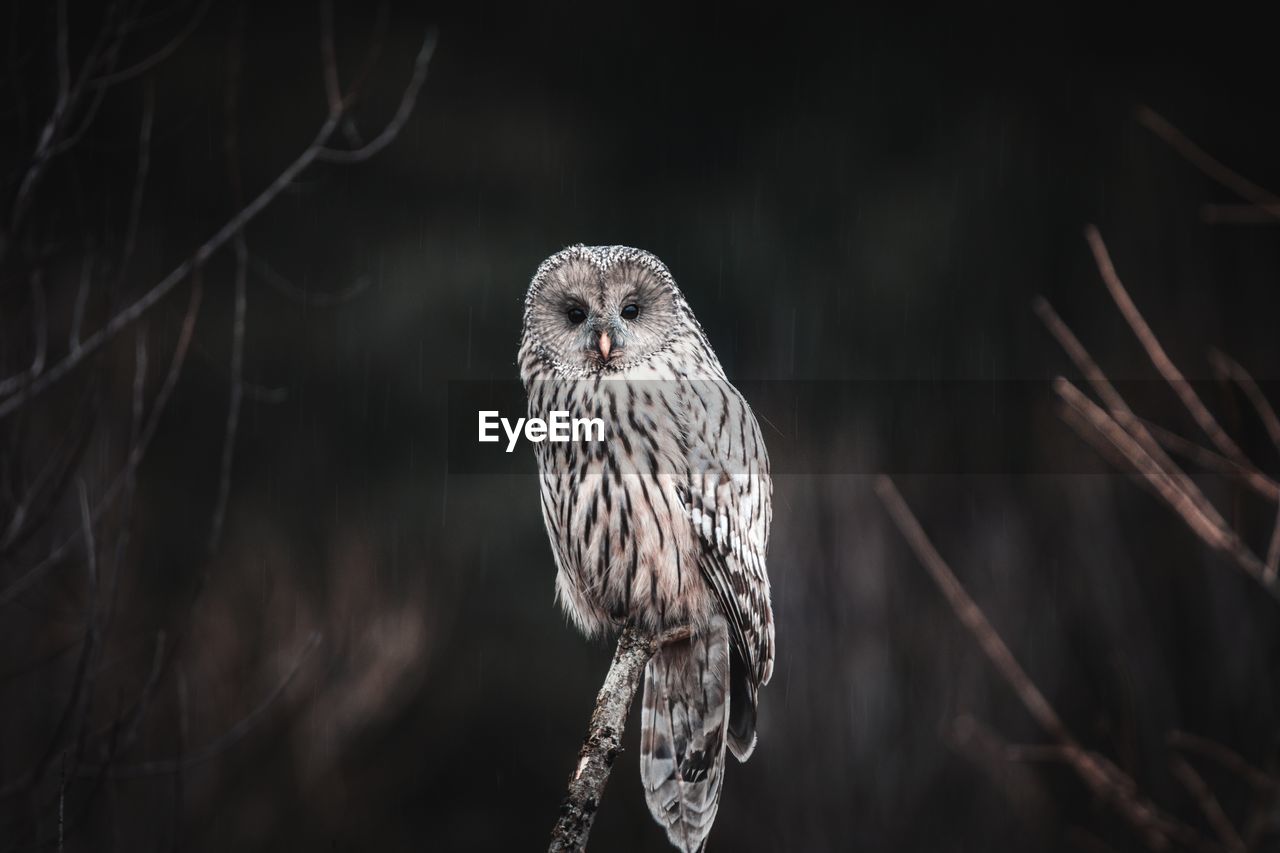 Close-up of owl perching on branch