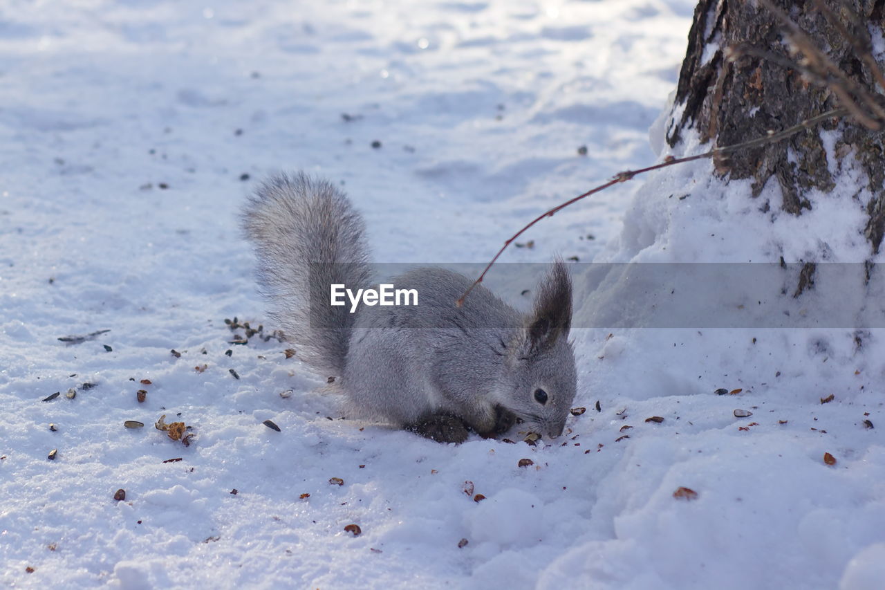 Brave Squirrel Nature Animals In The Wild Animal On Eyeem