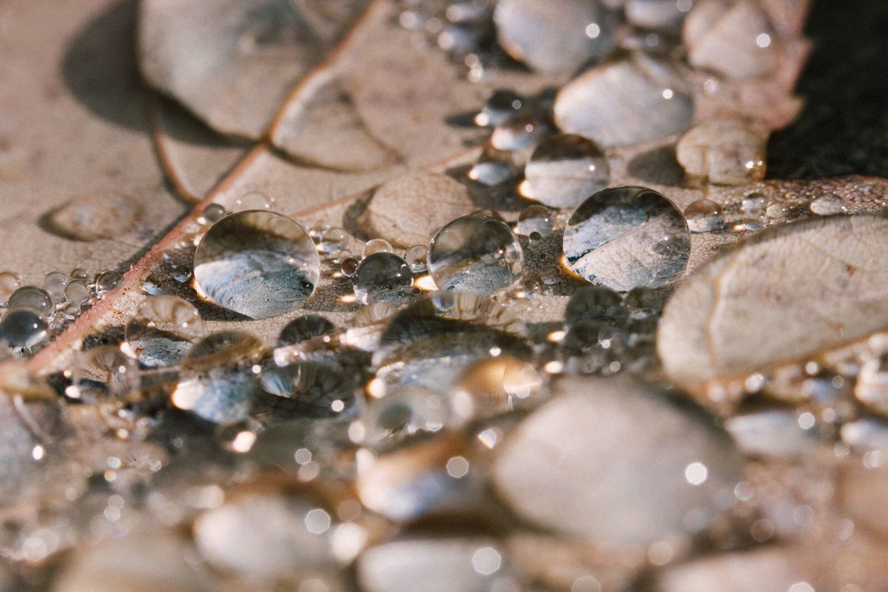 Close-up of water drops on leaf