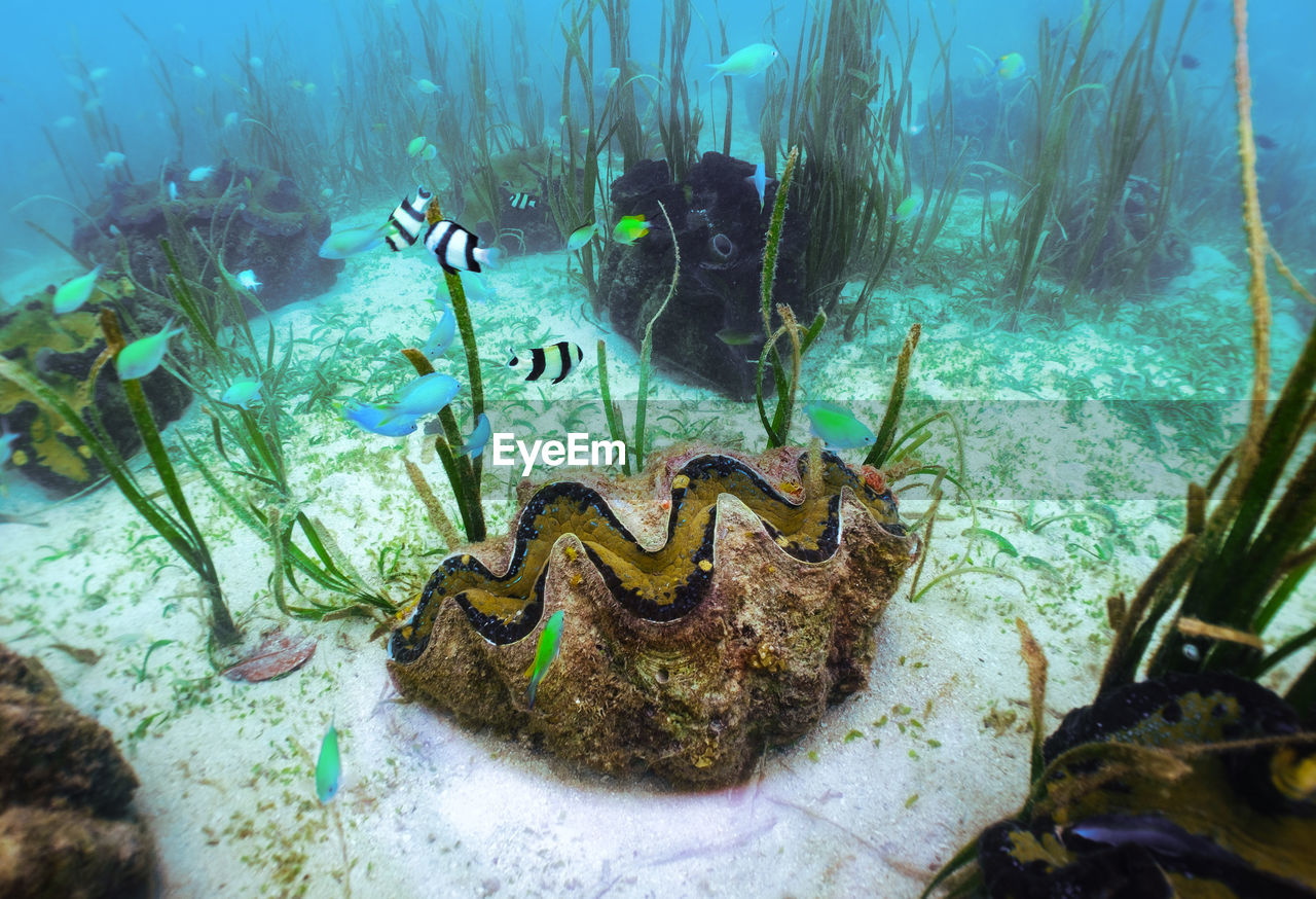 Giant Sea Clam Asia Giant Philippines Samal Island On Eyeem