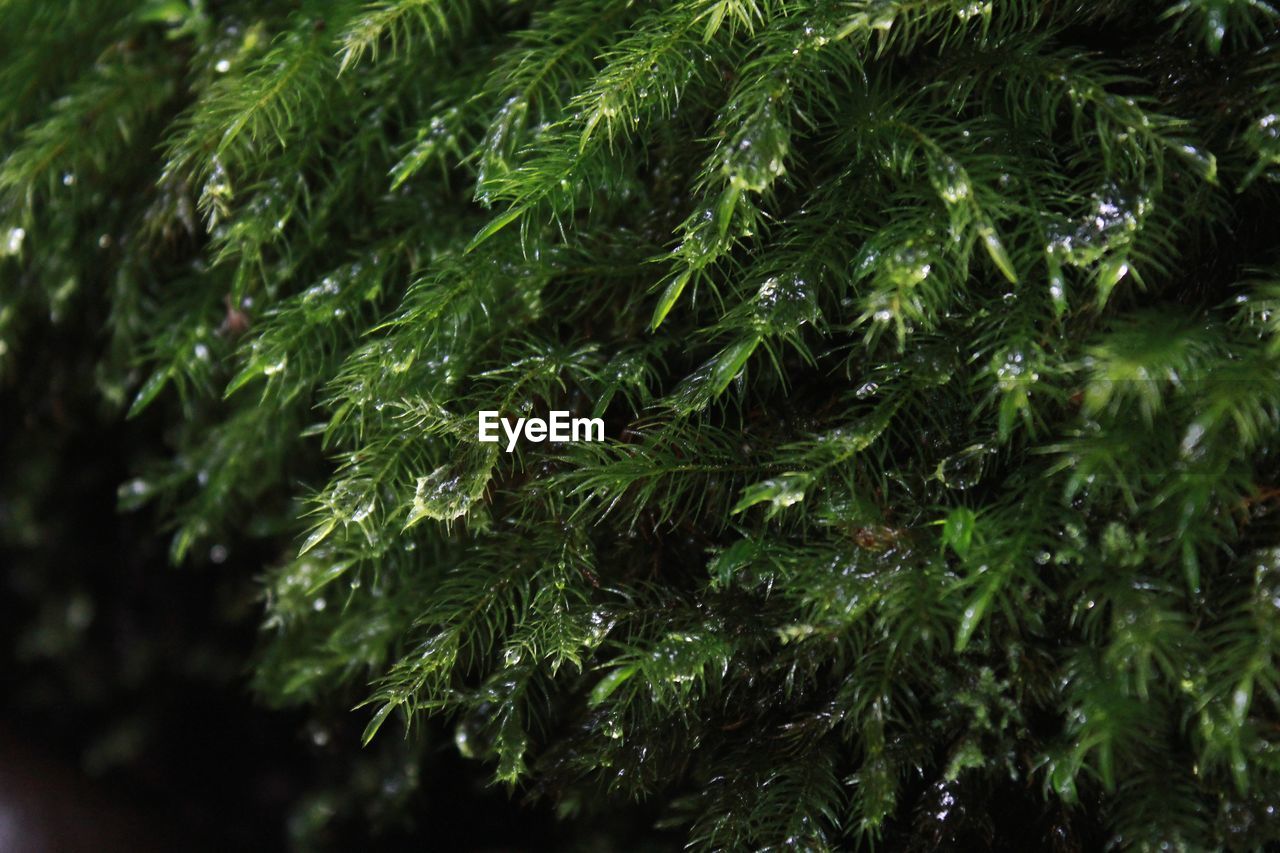 Moss wet fter rain in forest 