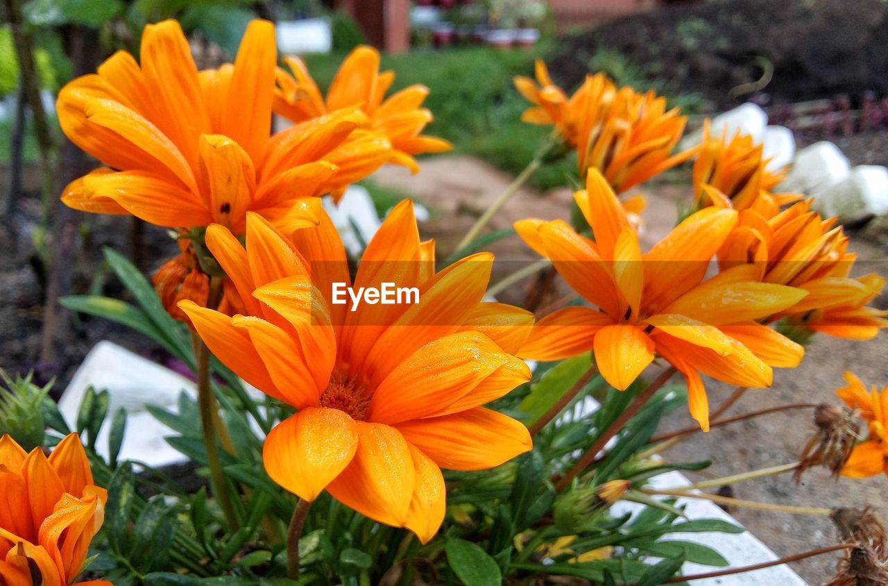CLOSE-UP OF ORANGE DAY BLOOMING OUTDOORS