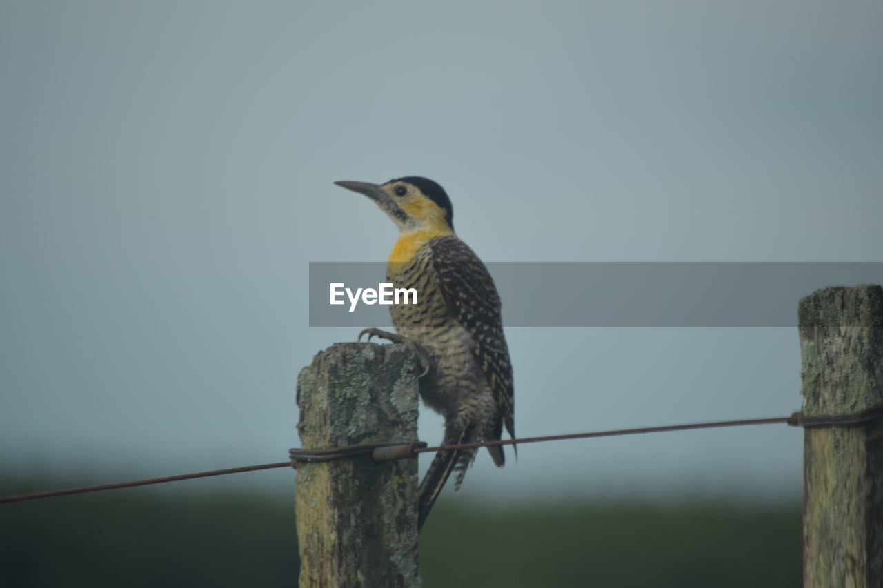 CLOSE-UP OF BIRD PERCHING ON WOODEN POST AGAINST SKY