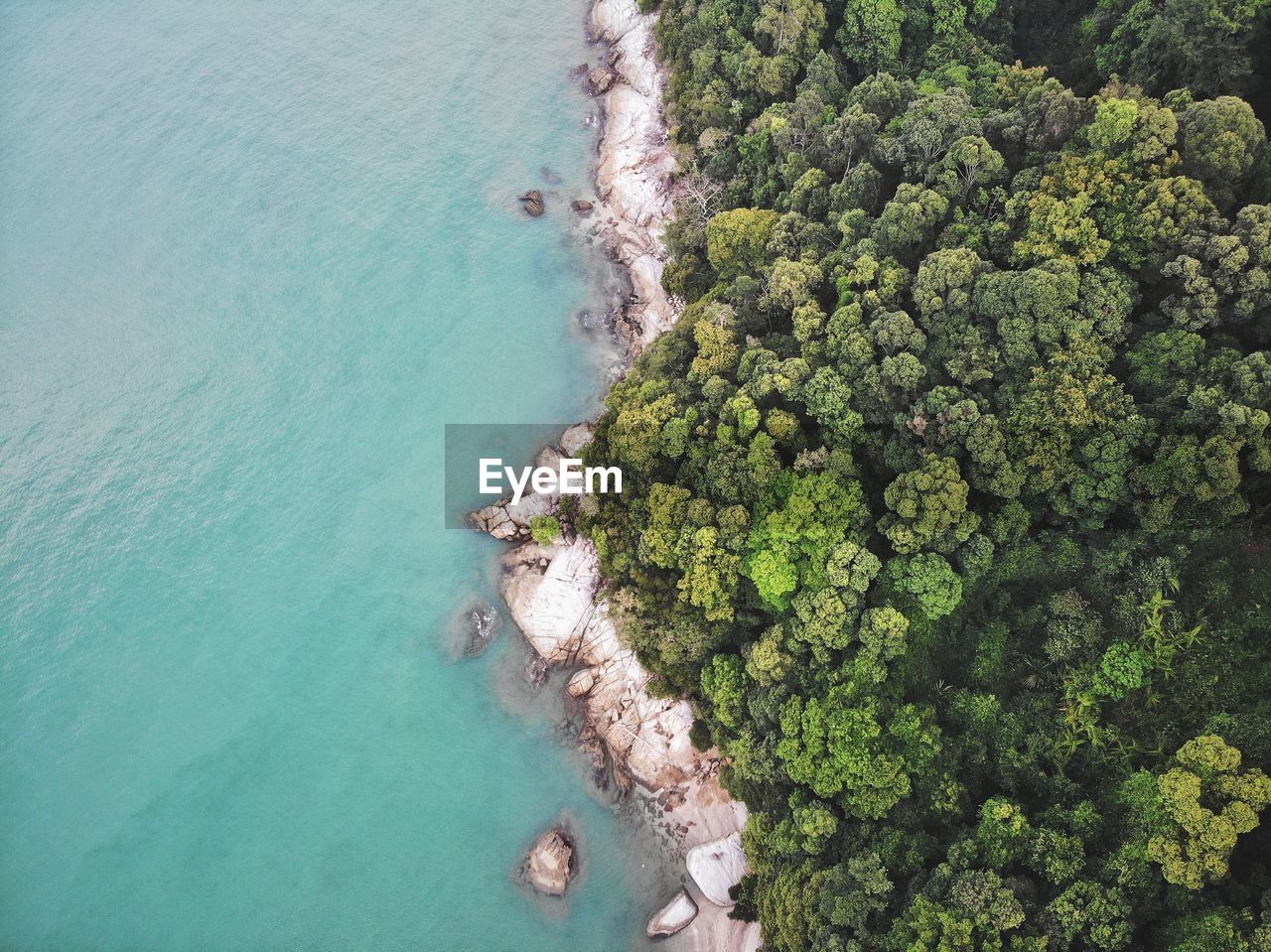 Aerial view of trees by sea