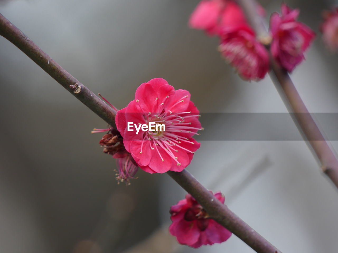 CLOSE-UP OF PINK HIBISCUS FLOWER BLOOMING OUTDOORS