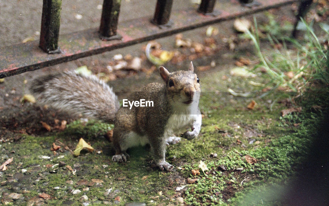 SQUIRREL ON FIELD BY LAND