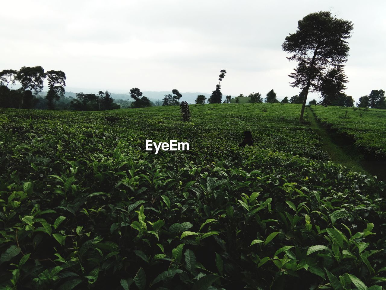 plant, landscape, agriculture, land, environment, field, plantation, sky, green, rural scene, crop, nature, growth, tree, soil, farm, grass, food, rural area, food and drink, flower, cloud, scenics - nature, beauty in nature, no people, outdoors, social issues, tranquility, corn, vegetable
