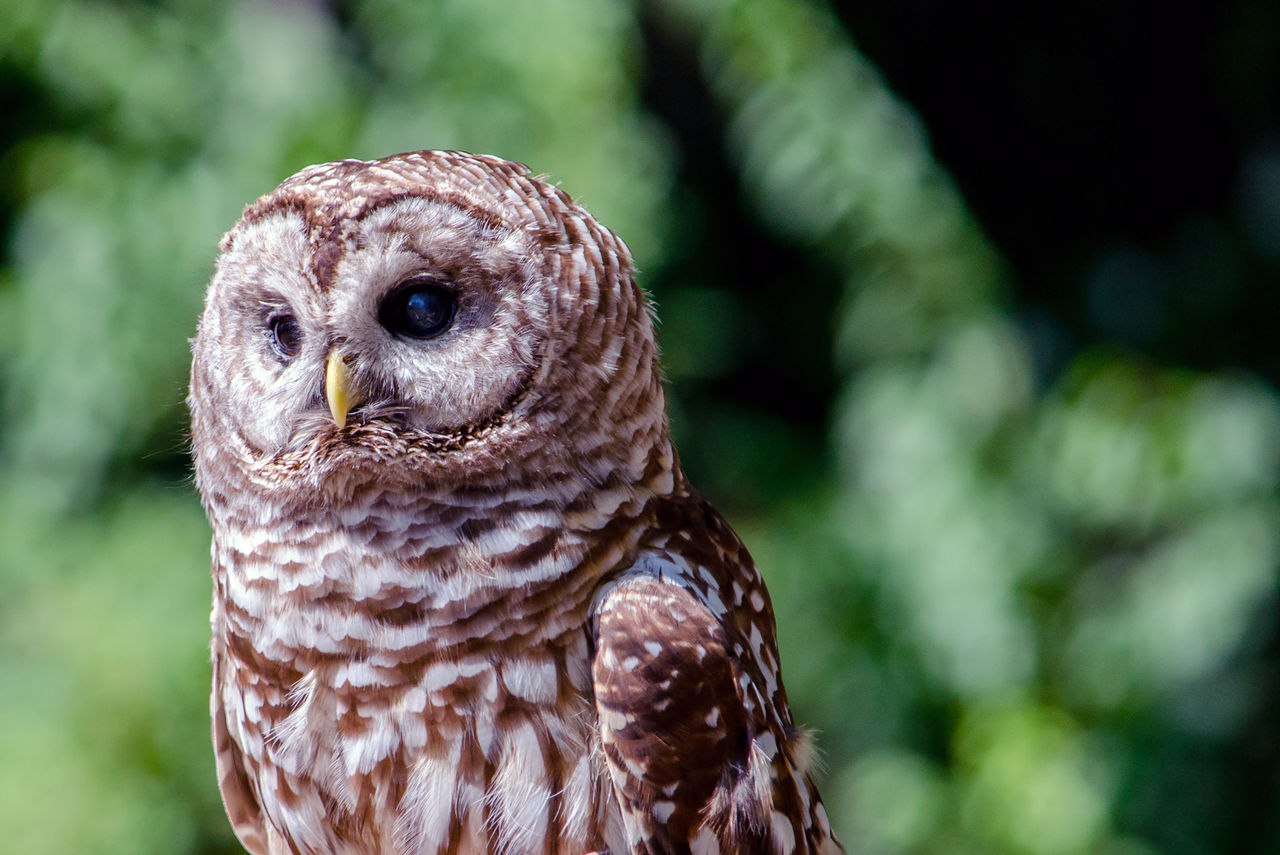 Portrait of a barred owl bird outdoors