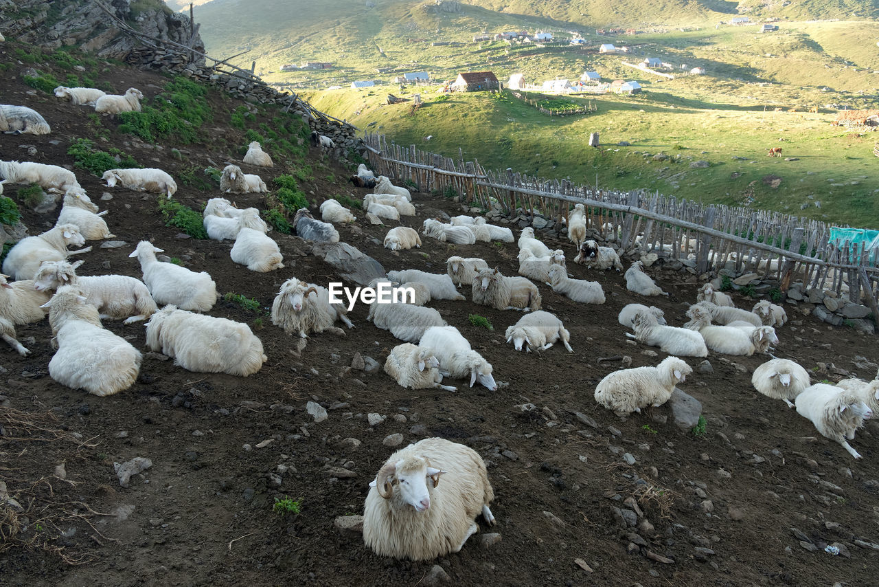 HIGH ANGLE VIEW OF SHEEP