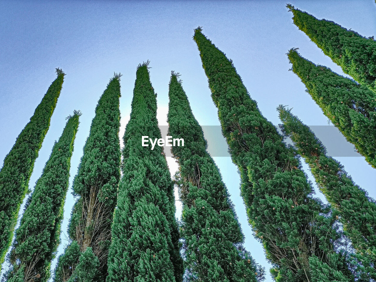 LOW ANGLE VIEW OF PINE TREES AGAINST CLEAR SKY