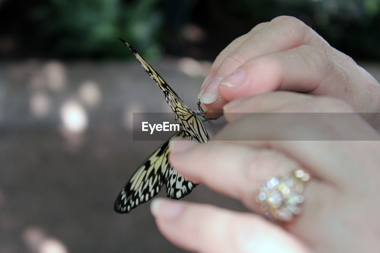 CLOSE-UP OF BUTTERFLY ON HANDS
