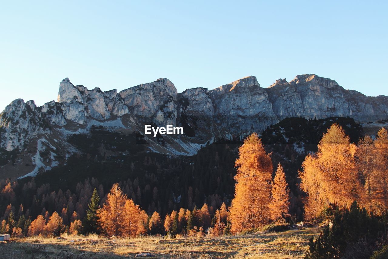 Trees on landscape against mountains during autumn