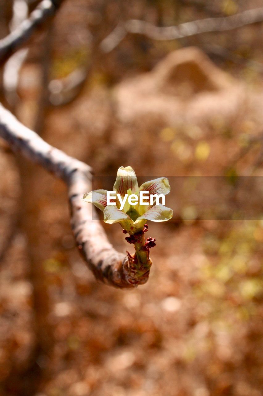 CLOSE-UP OF FRESH WHITE FLOWER ON BRANCH