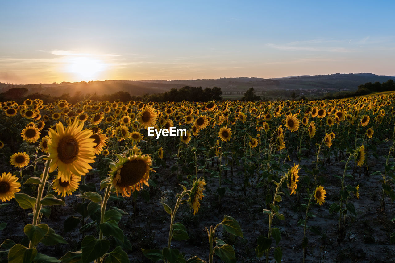 SCENIC VIEW OF SUNFLOWERS ON FIELD AGAINST SKY