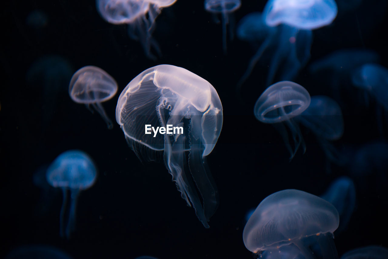 Jellyfish in the  aquarium