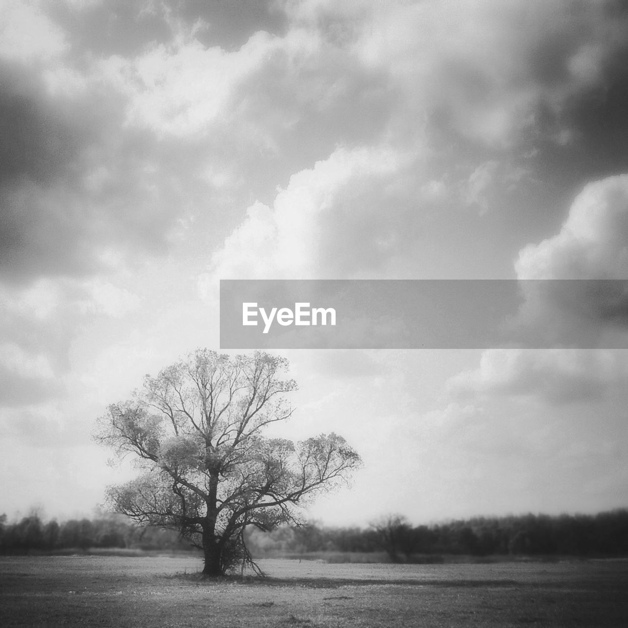 BARE TREES ON GRASSY FIELD AGAINST CLOUDY SKY
