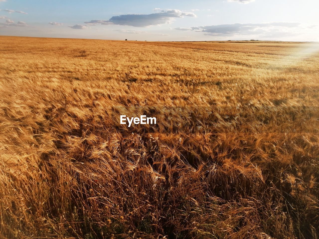 SCENIC VIEW OF AGRICULTURAL FIELD