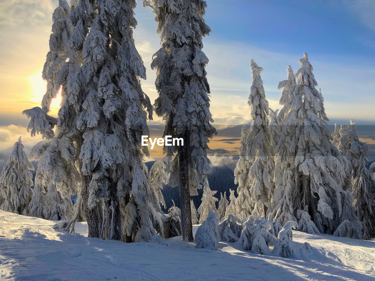 Snow covered trees against sky