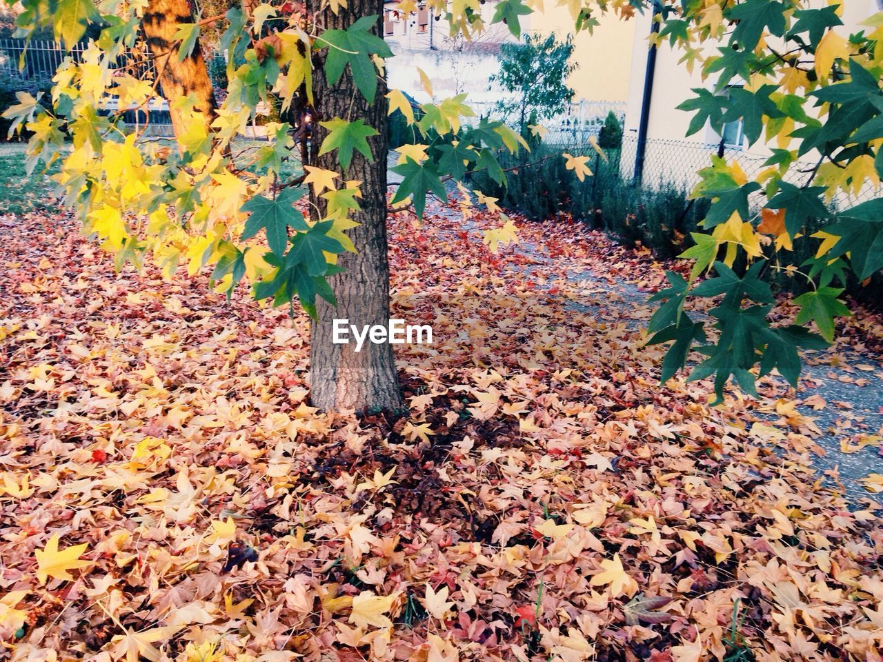 Tree surrounded with dry leaves