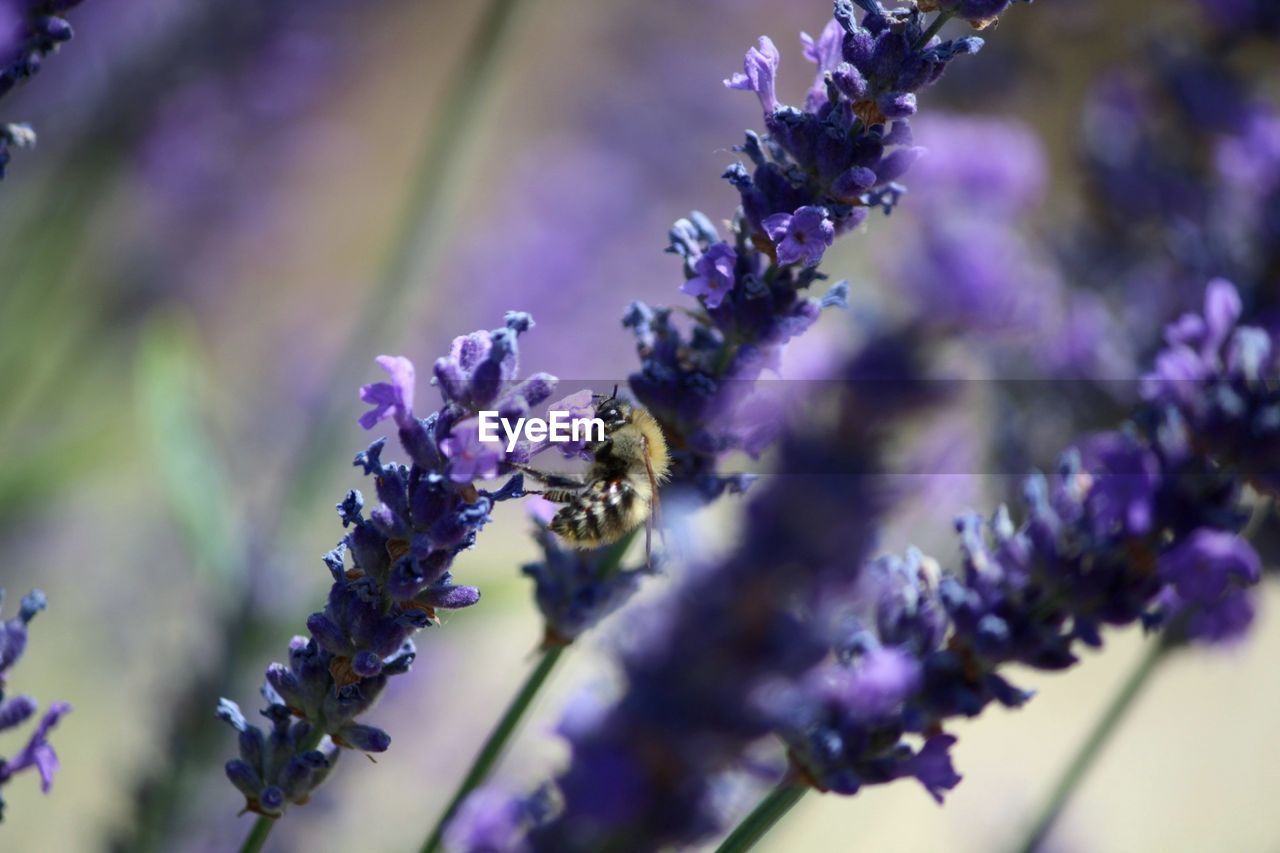 CLOSE-UP OF BEE ON LAVENDER