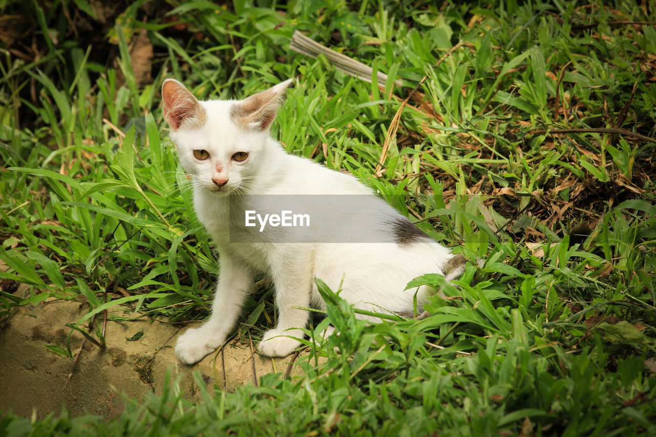 VIEW OF WHITE CAT ON GRASS