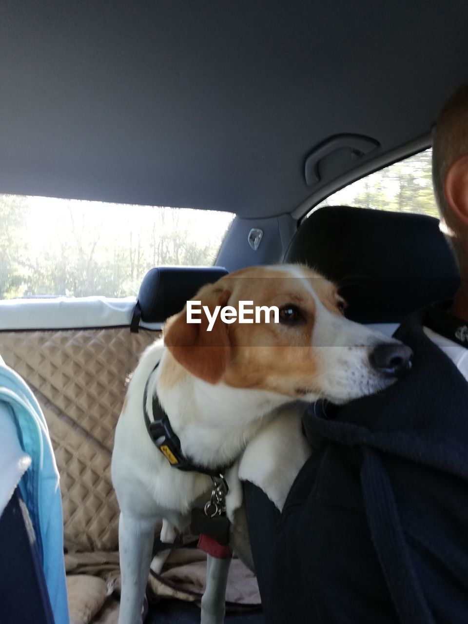 DOG LYING ON CAR