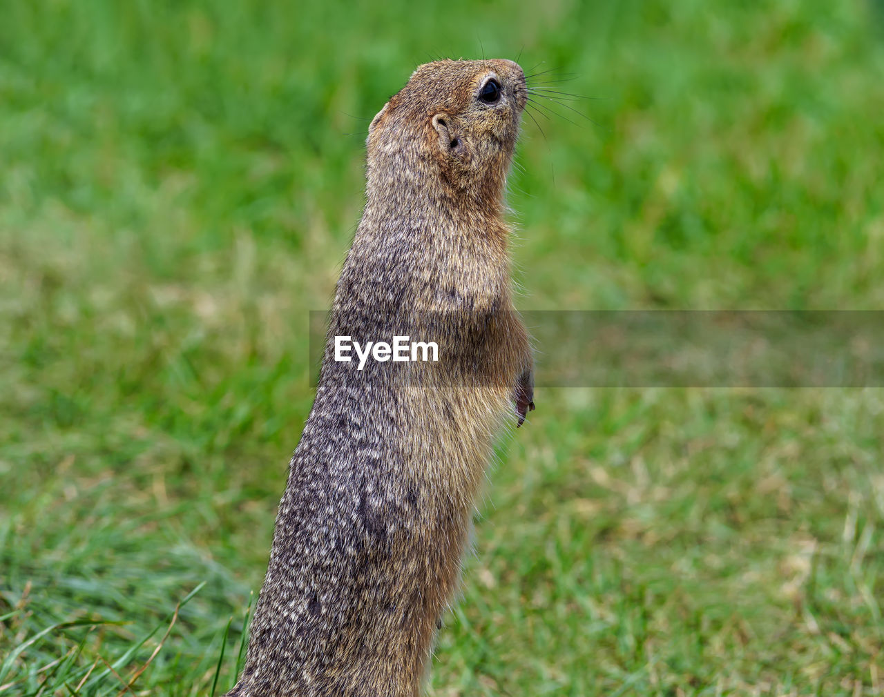 animal themes, animal, animal wildlife, wildlife, one animal, mammal, grass, prairie dog, squirrel, no people, nature, plant, outdoors, focus on foreground, meerkat, portrait, rodent, day, alertness, standing