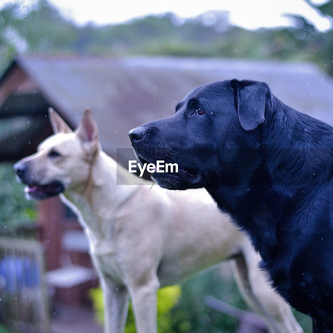 CLOSE-UP OF DOGS
