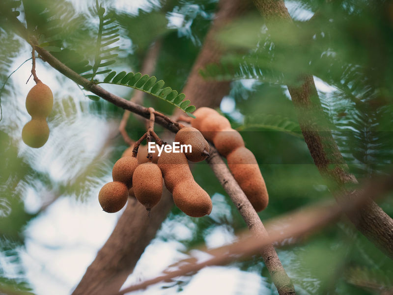 Ripe Tamarind Fruit Hanging On Tamarind Id 179370295
