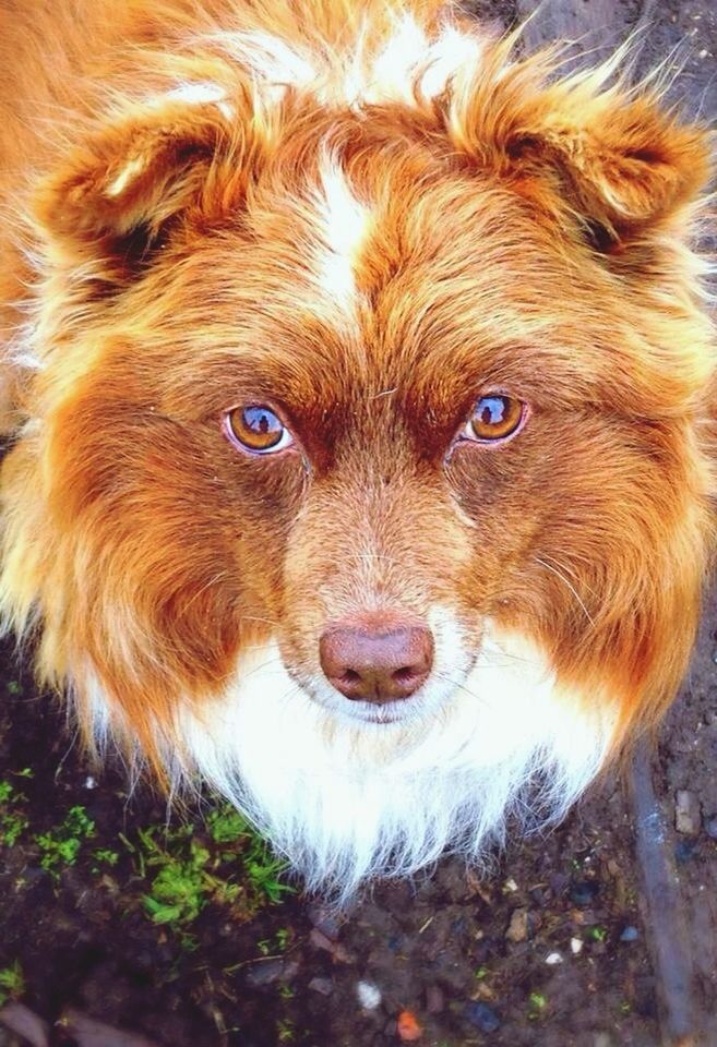 PORTRAIT OF A DOG