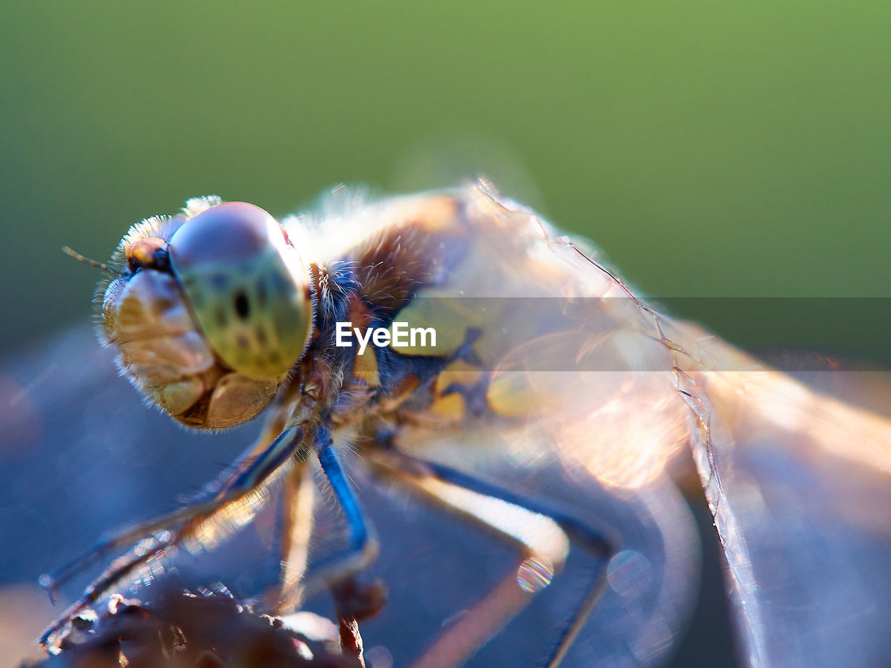 close-up of insect